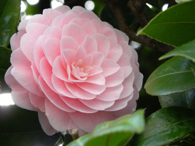 Futaba Camellia flowers Seed(50 per packet)