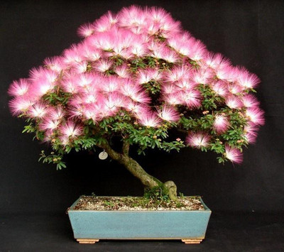 

National Gardens Silk Mimosa Bonsai Seeds by National Gardens Seed(5 per packet)