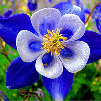 

Futaba Aquilegia Bluebird Flower Seed(100 per packet)