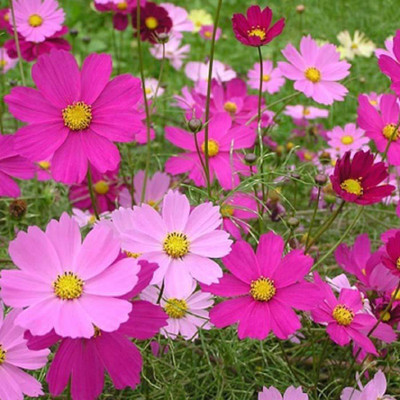 

Biocarve Cosmos Dwarf Sensations Mix Seed(100 per packet)