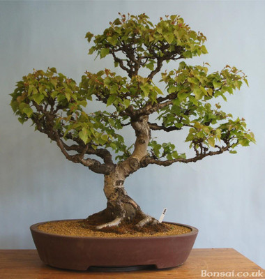 

National Gardens Japanese White Brich Bonsai Seeds by National Gardens Seed(5 per packet)