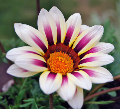 

Saaheli Gazania Seed(10 per packet)