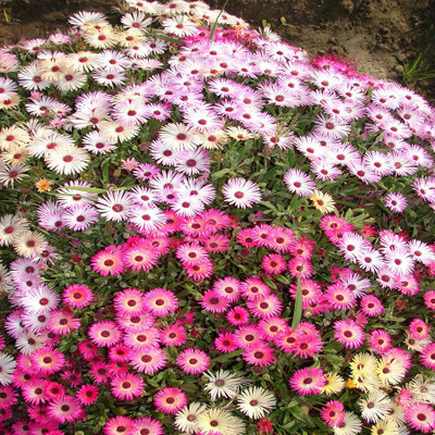 

Biocarve Mesembryanthemum mix Seed(200 per packet)