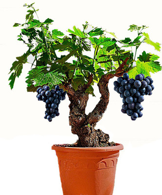 

Futaba Grape Vine Seeds Seed(50 per packet)