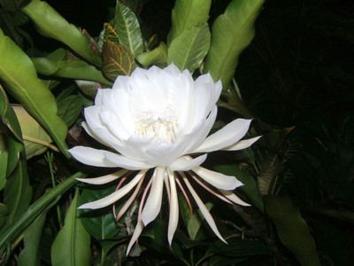 

E Garden Kadupul Seed(10 per packet)