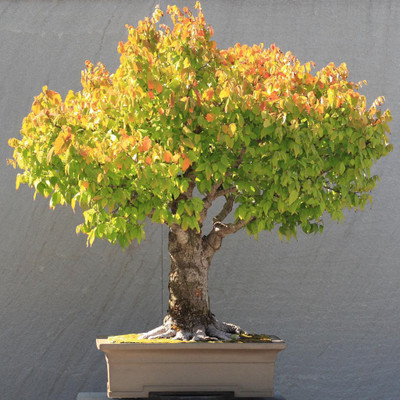 

National Gardens Japanese Zelkova Bonsai Seeds by National Gardens Seed(5 per packet)