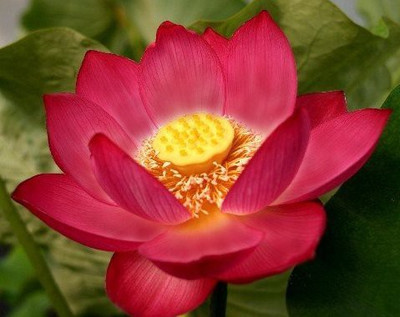 SaaHeli Lotus Flower Seed Red Seed(10 per packet)