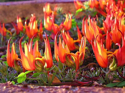 Nooelec India Parrot’s Beak Lotus berthelotii Seed(5 per packet)