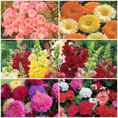 

Biocarve All Garden Flower Kit Seed(5 per packet)
