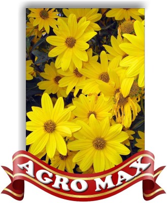 

AGRO MAX Daisy Flower Seed(50 per packet)