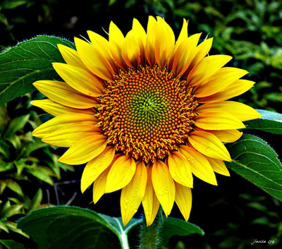 

Airex Sunflower Seed(15 per packet)