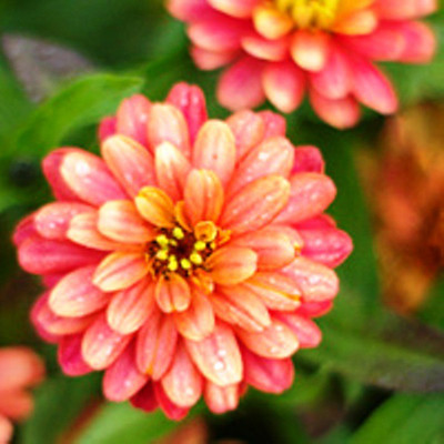 

Nooelec India Zinnia Seed(50 per packet)