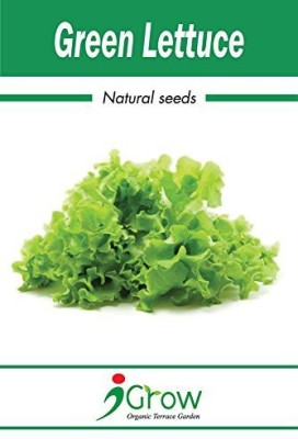 iGrow Lettuce seeds Seed(100 per packet)