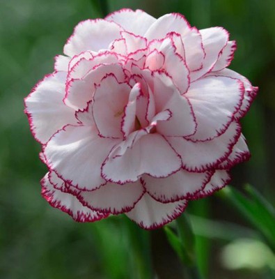 Futaba Chinese White and Pink Carnation Seed(100 per packet)