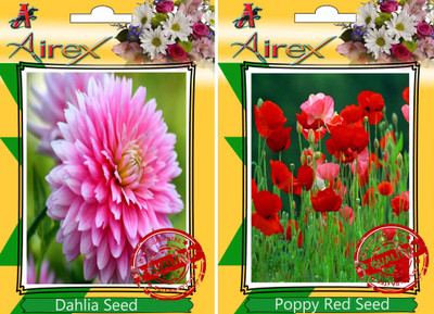

Airex Dahlia, Poppy Red Seed(25 per packet)