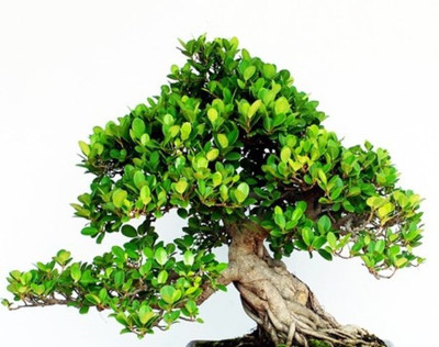 

Saaheli Borasli Tree Seeds Seed(10 Per Packet)