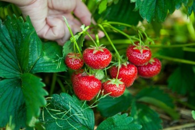 Futaba Imported worlds Rare Hanging/Climbing Strawberry Plant Seed(500 per packet)