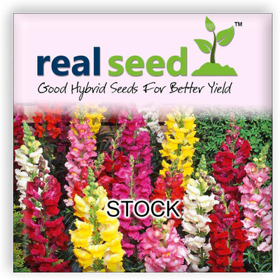 

Real Seed Stock Seed(100 per packet)