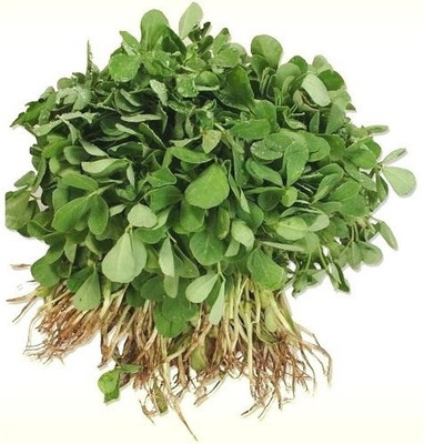 

Divine Tree Fenugreek / Methi Seed(30 per packet)