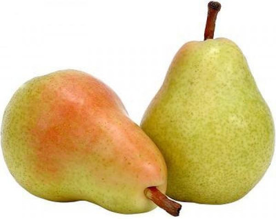 

National Gardens Indian Pear Fruit Seeds by National Gardens Seed(2 per packet)