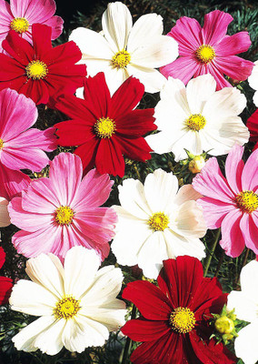 

Real Seed Cosmos Seed(20 Per Packet)