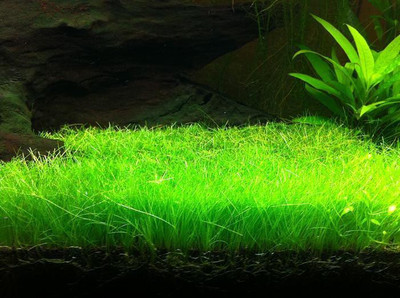 

National Gardens Cowhair Aquatic Plant Seeds by National Gardens Seed(10 per packet)