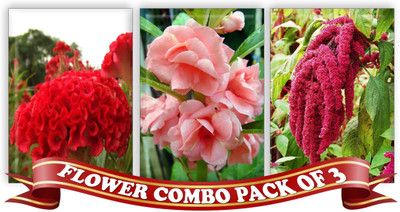 

Real Seed Flower Combo Pack - Cockscomb, Tom Thumb Balsam Rose, Amranthus F1 Hybrid Seeds Seed(50 Per Packet)