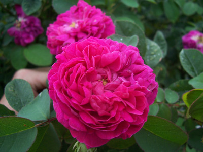 

Rainbow Spring Seeds Rose Seed(50 per packet)