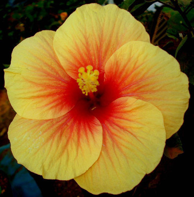 Nooelec India HIBISCUS Seed(10 per packet)