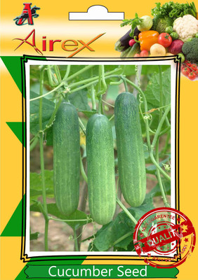 Airex Cucumber Seed(25 per packet)