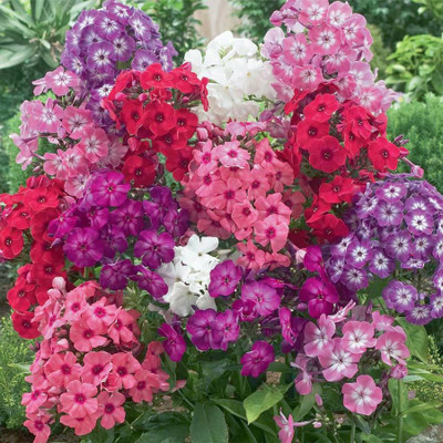 

E Garden PHLOX Cecily Mix Seed(25 per packet)