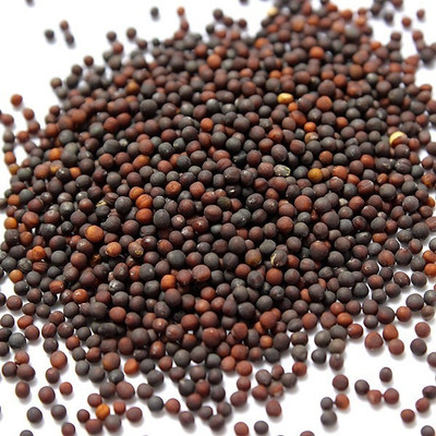

deepa Cabbage Seed(2 per packet)