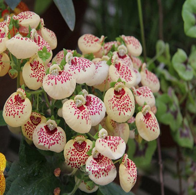 

Futaba Calceolaria Flower Seed(50 per packet)