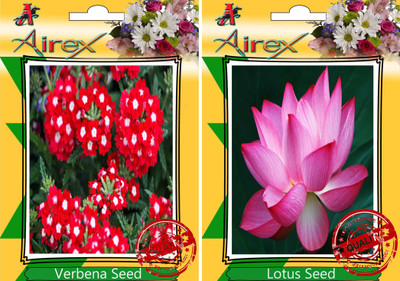 

Airex Verbena, Lotus Seed(15 per packet)