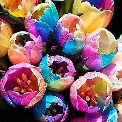 

Futaba Rainbow Tulip Seeds Seed(10 per packet)
