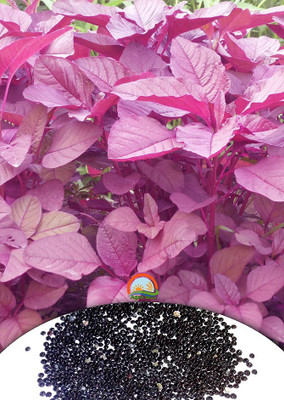 

Agro Max Red Spinach (Amaranth) Vegetable Seeds Seed(1000 per packet)