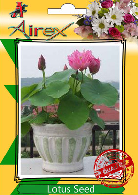 

Airex Lotus Seed(24 per packet)