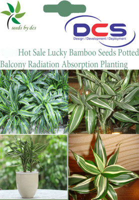 

DCS Bamboo Seed(6 per packet)