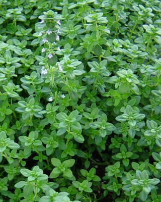 

Agricart Thyme Seed(50 per packet)