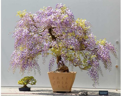

National Gardens Royal Empress Princess Bonsai Seeds by National Gardens Seed(5 per packet)