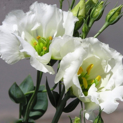

Futaba White Eustoma Seed(100 per packet)