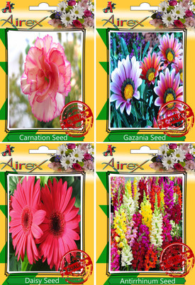 

Airex Carnation, Gazania, Daisy, Antirrhinum Snapdragon Seed(30 per packet)