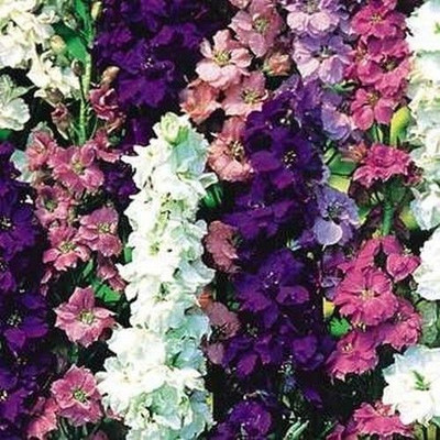 

Bio Kisan Flower Seed(20 per packet)