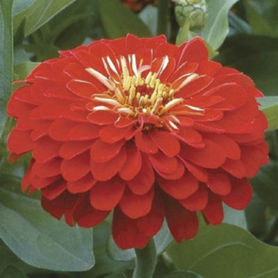 

Biocarve Zinnia elegans Scarlet Flame Seed(100 per packet)