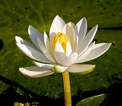 

Futaba White Bowl Lotus Seed(5 per packet)