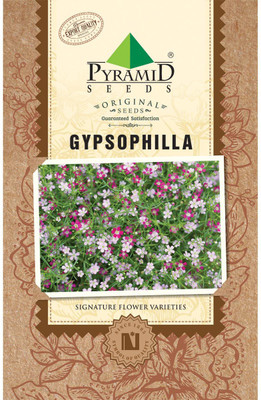 

PYRAMID SEEDS Gypsophila Seed(10 per packet)