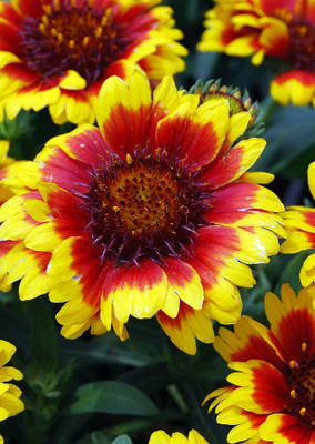 

Real Seed Gaillardia Hybrid Imported Flower Seeds Seed(20 per packet)