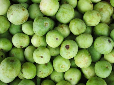 

Ecoware Tinda Seed(75 per packet)