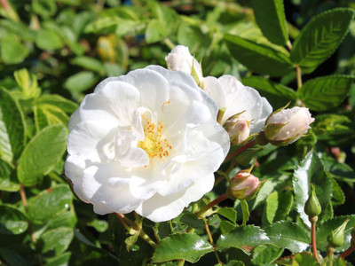 

E Garden Rose Seed(15 per packet)