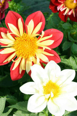 

Seedlings India Dahlia Figaro Type Hybrid Seed(60 per packet)